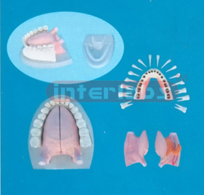 GIANT ANATOMICAL TONGUE WITH FULL MANENT ALL DISSECTIBLE AND PLASTIC BASE